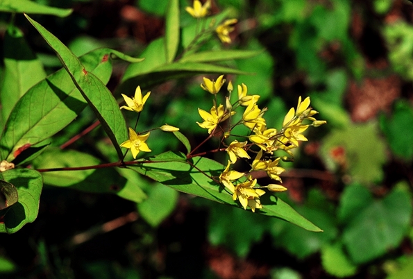 {Lysimachia fraseri}